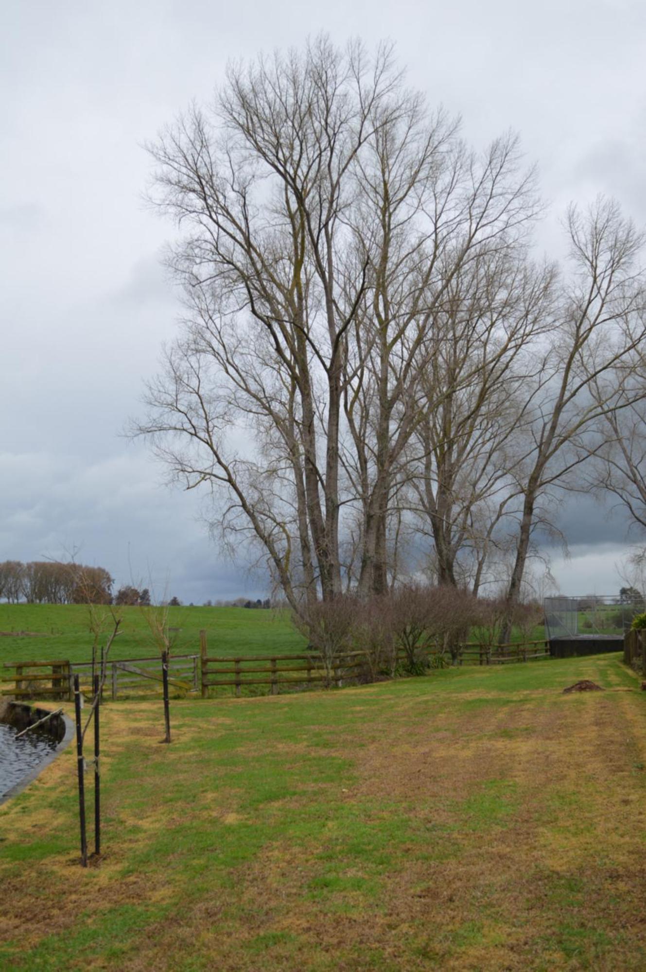 Poplar Creek B&B Matamata Bagian luar foto